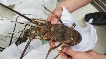 Phê duyệt đề án phát triển nuôi và xuất khẩu tôm hùm đến năm 2025