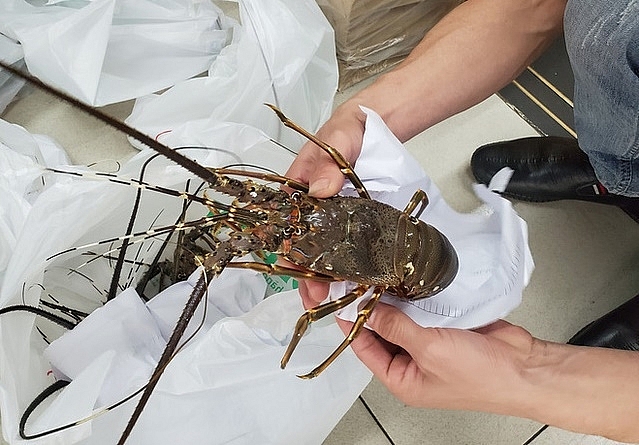 Phê duyệt đề án phát triển nuôi và xuất khẩu tôm hùm đến năm 2025