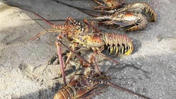 Mưa lũ lịch sử, gây thiệt hại gần 26% diện tích nuôi trồng thủy sản miền Trung