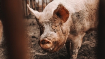Giá thịt lợn hôm nay 19/11: Tiếp tục giảm