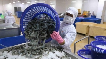VASEP: Dự báo xuất khẩu tôm sang Hà Lan tiếp tục tăng vào cuối năm