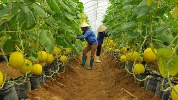 Đến năm 2025, thành lập mới 10.000 tổ chức kinh tế tập thể