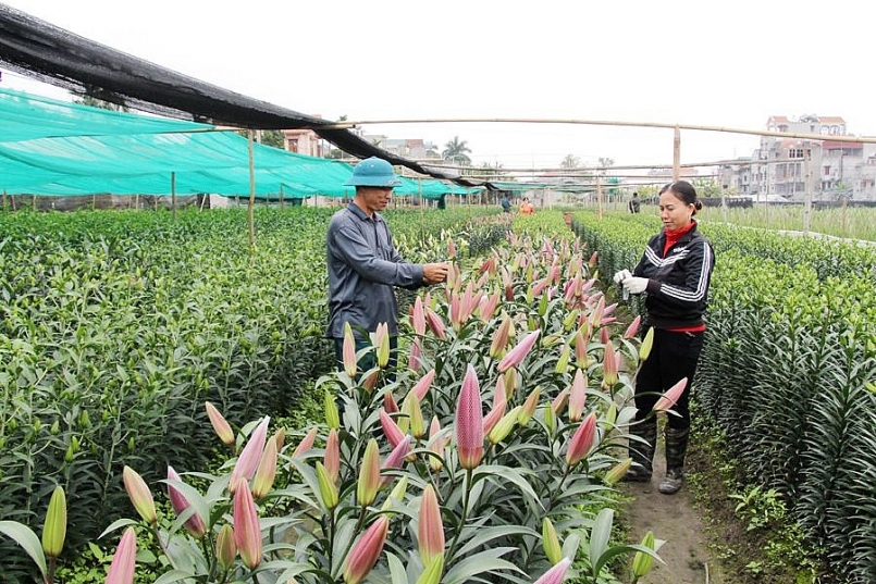 Thủ tướng Chính phủ vừa phê duyệt Chương trình hỗ trợ phát triển kinh tế tập thể, hợp tác xã giai đoạn 2021-2025 