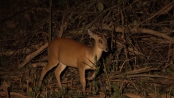 Đồng Nai: Thiết lập mạng lưới quan trắc đa dạng sinh học