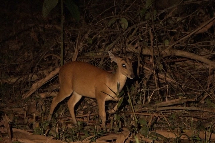 Cùng với các phương pháp quan sát khác, các điểm quan trắc ĐDSH tự động liên tục hoặc theo cho kỳ sẽ giúp việc ghi nhận âm thanh, hình ảnh, số lượng các loài, diễn biến sinh trưởng tốt hơn