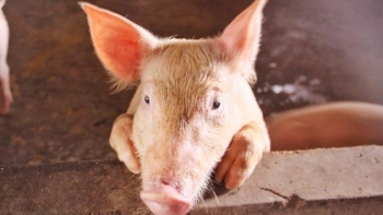 Giá thịt lợn hôm nay 21/11: Hai miền Nam-Bắc điều chỉnh tăng trở lại