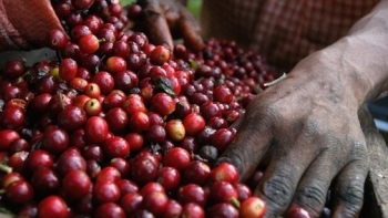 Giá cà phê hôm nay 21/11: Đồng loạt giảm