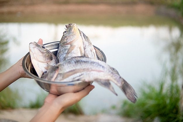 Dự báo nguồn cung cá thịt trắng toàn cầu sẽ tăng 4,3% lên mức 7,569 triệu tấn trong năm 2021