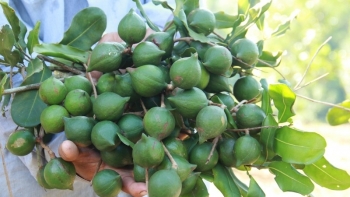 Điện Biên: Lấy ý kiến đầu tư dự án trồng cây Mắc ca xen Đàn hương và dược liệu