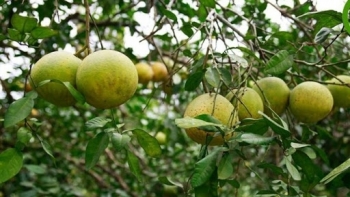 Yên Bái: Sản phẩm bưởi Khả Lĩnh được bảo hộ chỉ dẫn địa lý