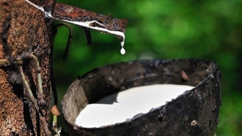 Cập nhật giá cao su hôm nay 23/11: Tăng nhẹ