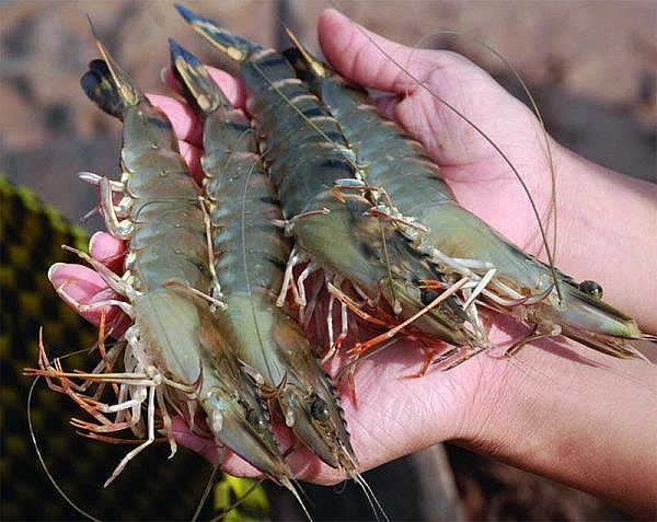 10 tháng đầu năm 2020, Ấn Độ là thị trường cung cấp thủy sản nhiều nhất cho Việt Nam 10 tháng đầu năm 2020, Ấn Độ là thị trường cung cấp thủy sản nhiều nhất cho Việt Nam