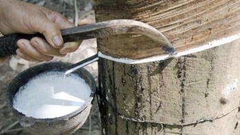 Cập nhật giá cao su hôm nay 23/11: Giao dịch trầm lắng ở phiên chiều