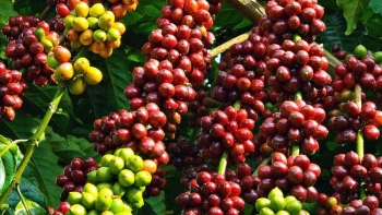 Giá cà phê hôm nay 25/11: Tiếp tục sụt giảm
