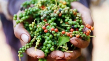 Giá hồ tiêu hôm nay 25/11: Tăng giảm trái chiều