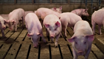 Giá thịt lợn hôm nay 25/11: Biến động trái chiều
