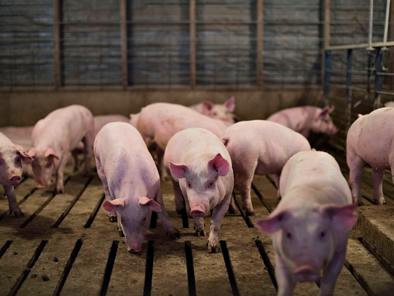 Giá thịt lợn hôm nay 25/11, biến động trái chiều