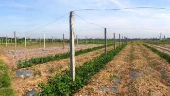 Ninh Bình: Nhiều giải pháp đảm bảo kế hoạch sản xuất vụ Đông năm 2020