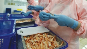 Xuất khẩu tôm vào Mỹ và EU tăng hơn 25% trong tháng 10