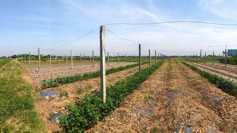 Tỉnh Ninh Bình đề xuất nhiều giải pháp đảm bảo kế hoạch sản xuất vụ Đông 2020