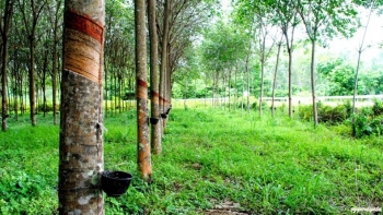 Cập nhật giá cao su hôm nay 26/11: Tăng mạnh