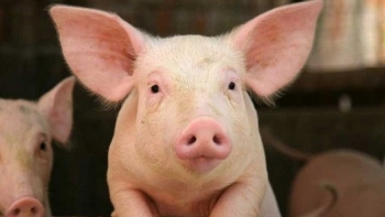Giá thịt lợn hôm nay 27/11: Điều chỉnh tăng tại miền Bắc