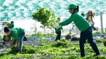 Nhu cầu nhập khẩu chè của Ấn Độ vẫn tiếp tục tăng mạnh