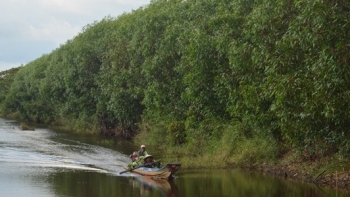 Kiên Giang: Tăng cường công tác quản lý, bảo vệ và phòng cháy, chữa cháy rừng