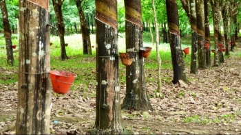 Cập nhật giá cao su hôm nay 28/11: Quay đầu giảm vào phiên cuối tuần