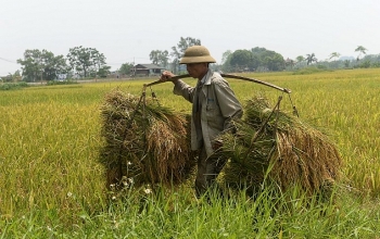 Cả nước đã thu hoạch được gần 1.425 nghìn ha lúa mùa