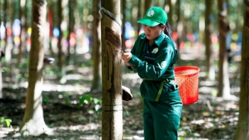 Cập nhật giá cao su chiều nay 30/11: Thị trường thế giới tăng nhẹ