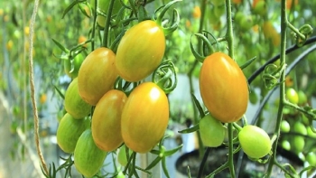 Giá rau củ quả hôm nay 1/12: Tăng cường giảm giá trong ngày đầu tháng