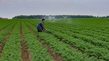 Bắc Ninh: Toàn tỉnh đã gieo trồng được 83% diện tích cây vụ Đông