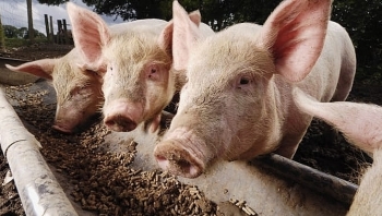 Giá thịt lợn hôm nay 1/12: Đi ngang tại nhiều địa phương