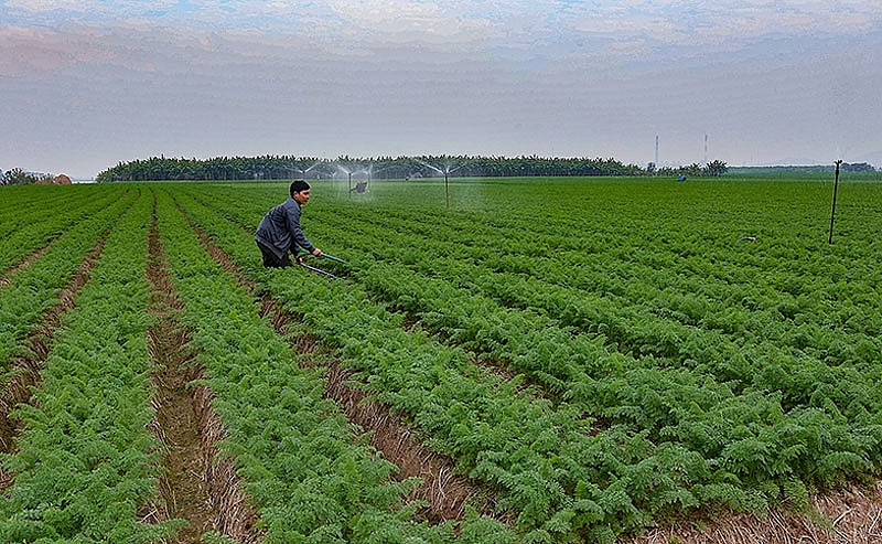Toàn tỉnh Bắc Ninh đã gieo trồng được 83% diện tích cây vụ Đông