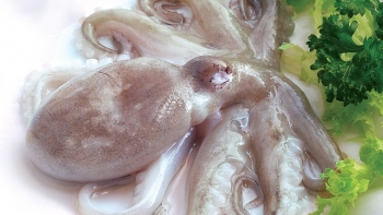 Dự báo xuất khẩu mực và bạch tuộc năm 2020 giảm nhẹ