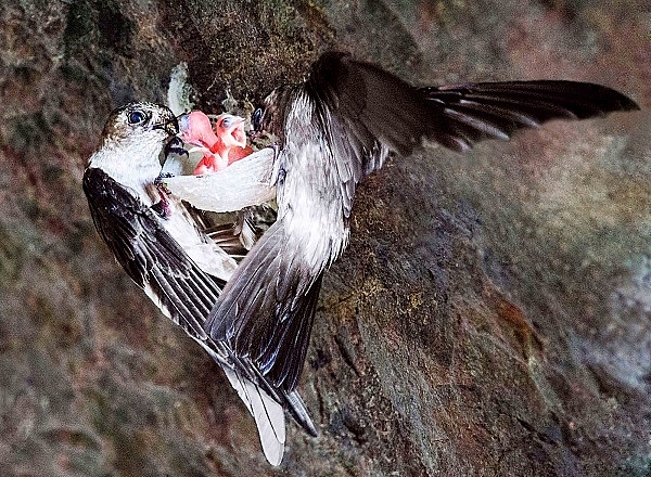 trong khoảng 10 năm trở lại đây, ngành nuôi yến phát triển mạnh, với nhiều loại hình, quy mô khác nhau trong khoảng 10 năm trở lại đây, ngành nuôi yến phát triển mạnh, với nhiều loại hình, quy mô khác nhau