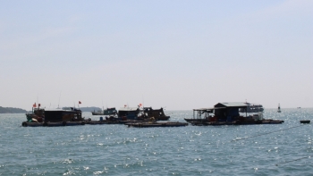 Không có giấy chứng nhận an toàn thực phẩm tàu cá sẽ không được ra khơi