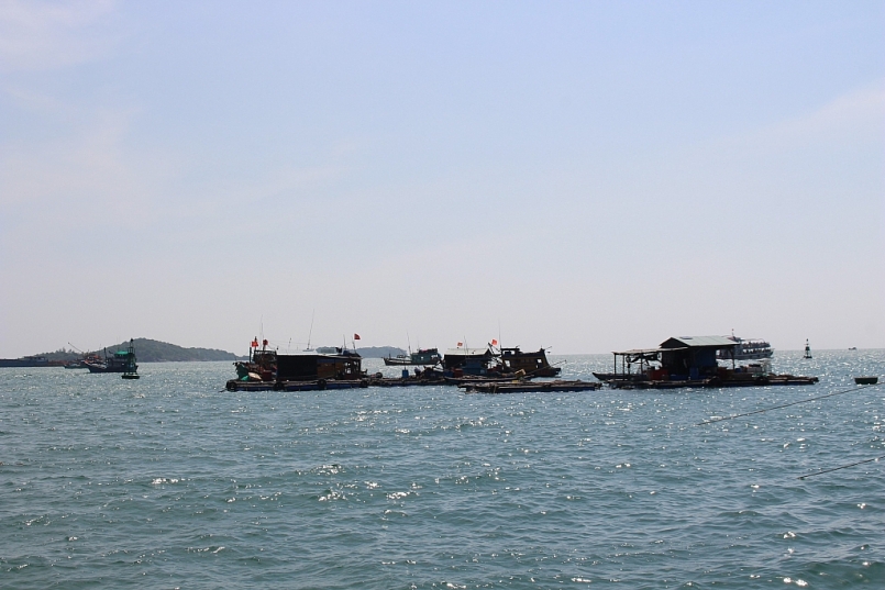 Từ ngày 25/12, không có giấy chứng nhận an toàn thực phẩm tàu cá sẽ không được ra khơi