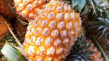 Hậu Giang: Sản phẩm khóm Cầu Đúc được bảo hộ chỉ dẫn địa lý