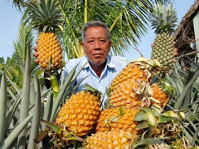 Sản phẩm khóm Cầu Đúc được bảo hộ chỉ dẫn địa lý