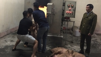 Hòa Bình: Ngăn chặn kịp thời xe vận chuyển thịt nhiễm DTLCP đang trên đường đi tiêu thụ