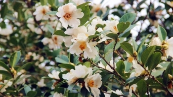 Quảng Ninh: Sắp diễn ra Hội hoa Sở Bình Liêu năm 2020