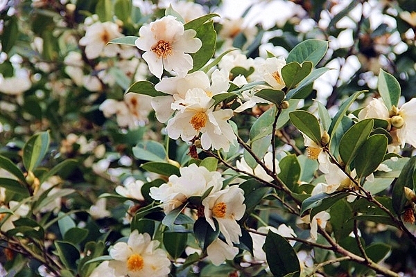 Hội hoa Sở Bình Liêu năm 2020 sẽ diễn ra từ ngày 12/12