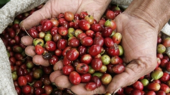 Giá cà phê hôm nay 3/12: Tiếp tục giảm sâu