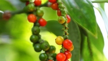 Giá hồ tiêu hôm nay 3/12: Tăng nhẹ tại Tây Nguyên