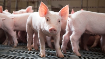 Giá thịt lợn hôm nay 3/12: Miền Bắc điều chỉnh giảm nhẹ
