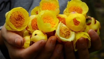 Quảng Ninh: Lễ hội Trà hoa vàng sẽ được tổ chức vào cuối tháng 12