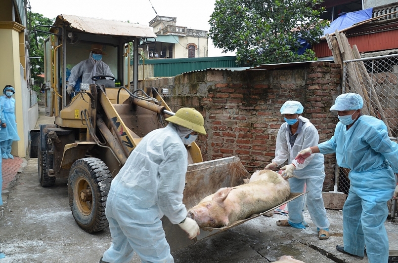 Hà Nội: Còn 10 xã có lợn mắc bệnh DTLCP chưa qua 21 ngày