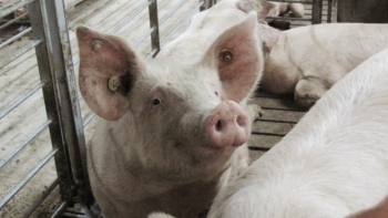 Giá thịt lợn hôm nay 4/12: Điều chỉnh giảm trên cả 3 miền